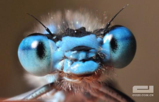 微距拍摄昆虫头部：怪异面部犹如卡通形象