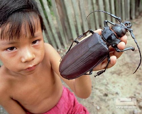 世界上现存的最大的十类昆虫