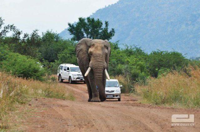 南非发情大象错把汽车当伴侣“蹂躏”